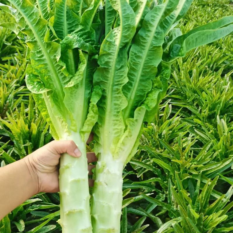 上海青