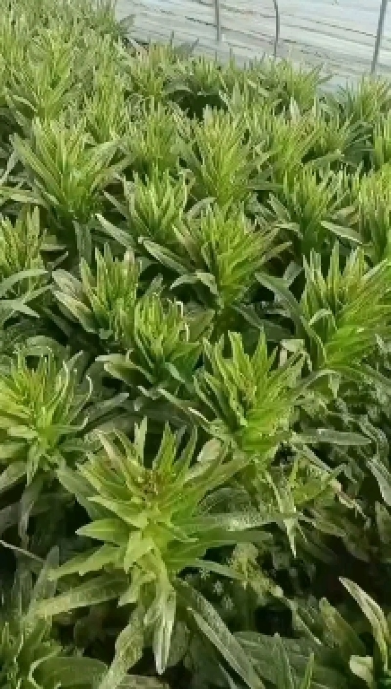 上海青