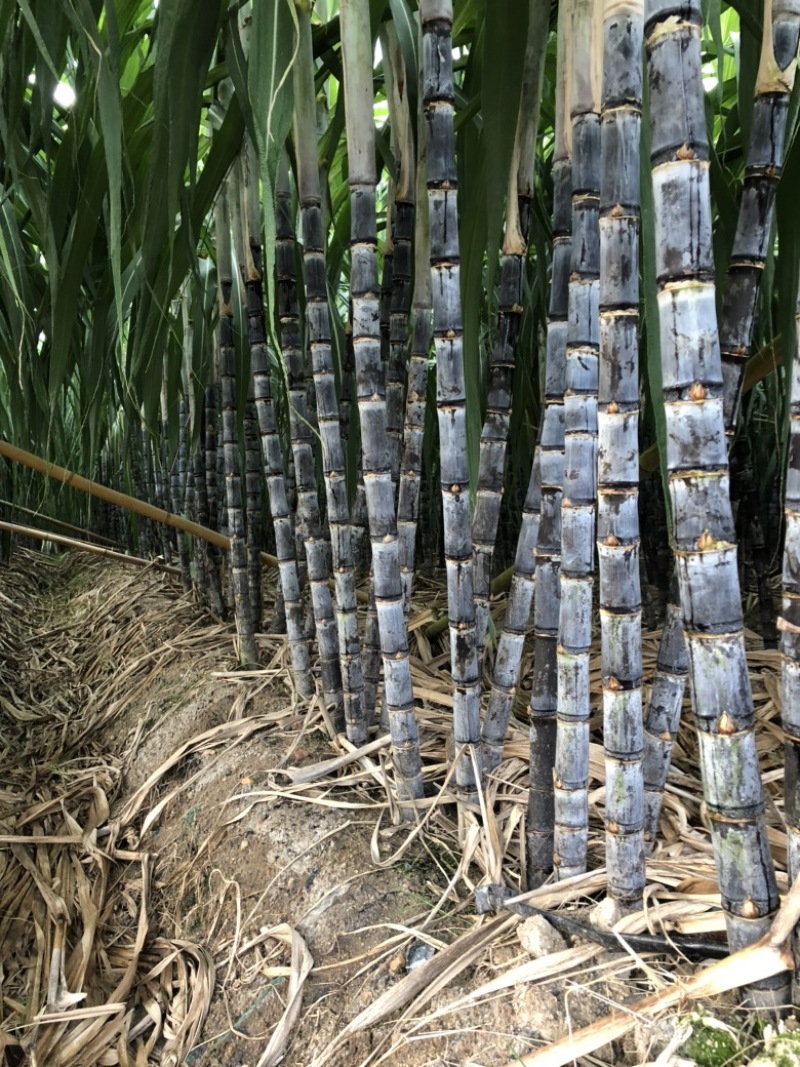 云南西双版纳.黑皮甘蔗大量上市对接市场超市电商加工厂
