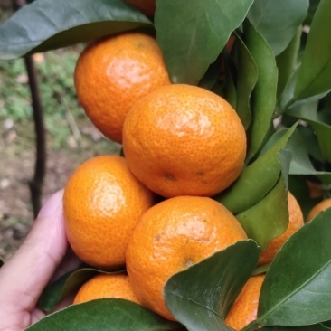 砂糖橘