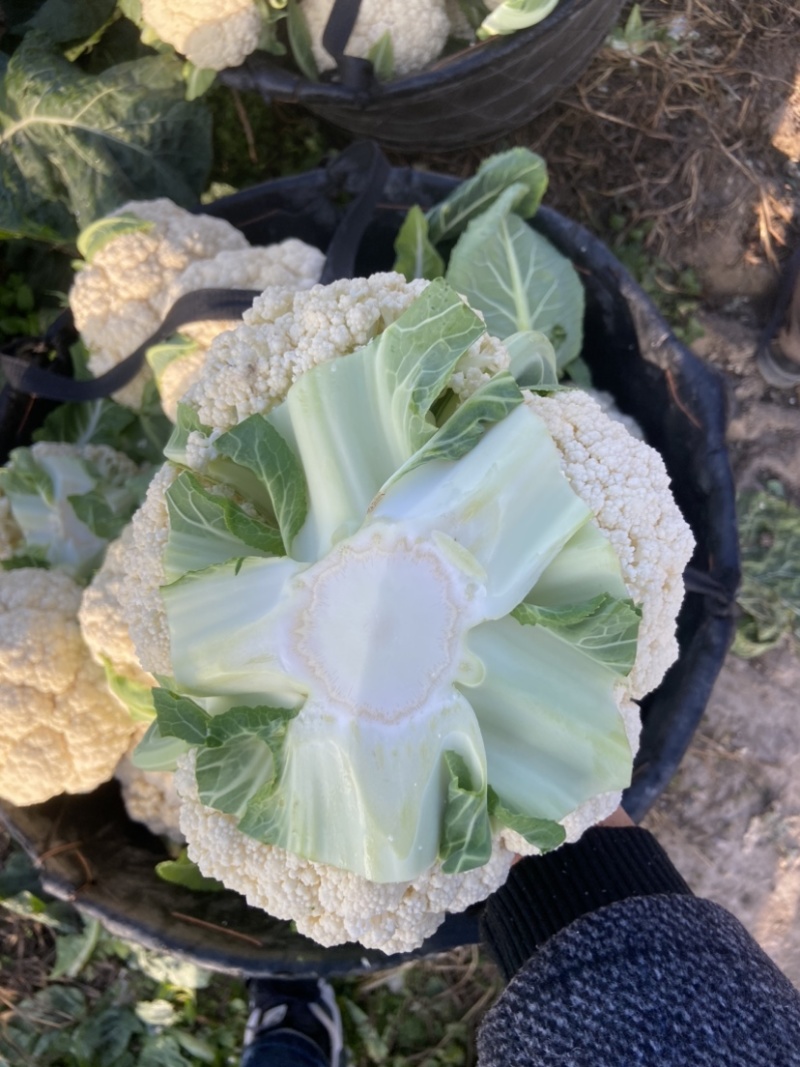 温州菜花有机花菜大量上市青梗白面小米粒货量充足包您满意