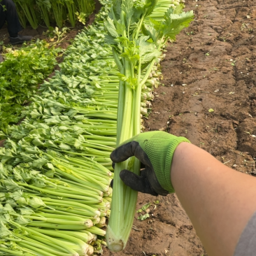 精品暖棚芹菜