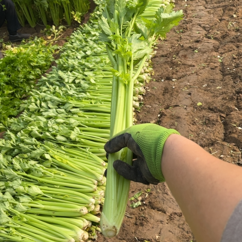 精品暖棚芹菜