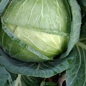 莲花北大量走货