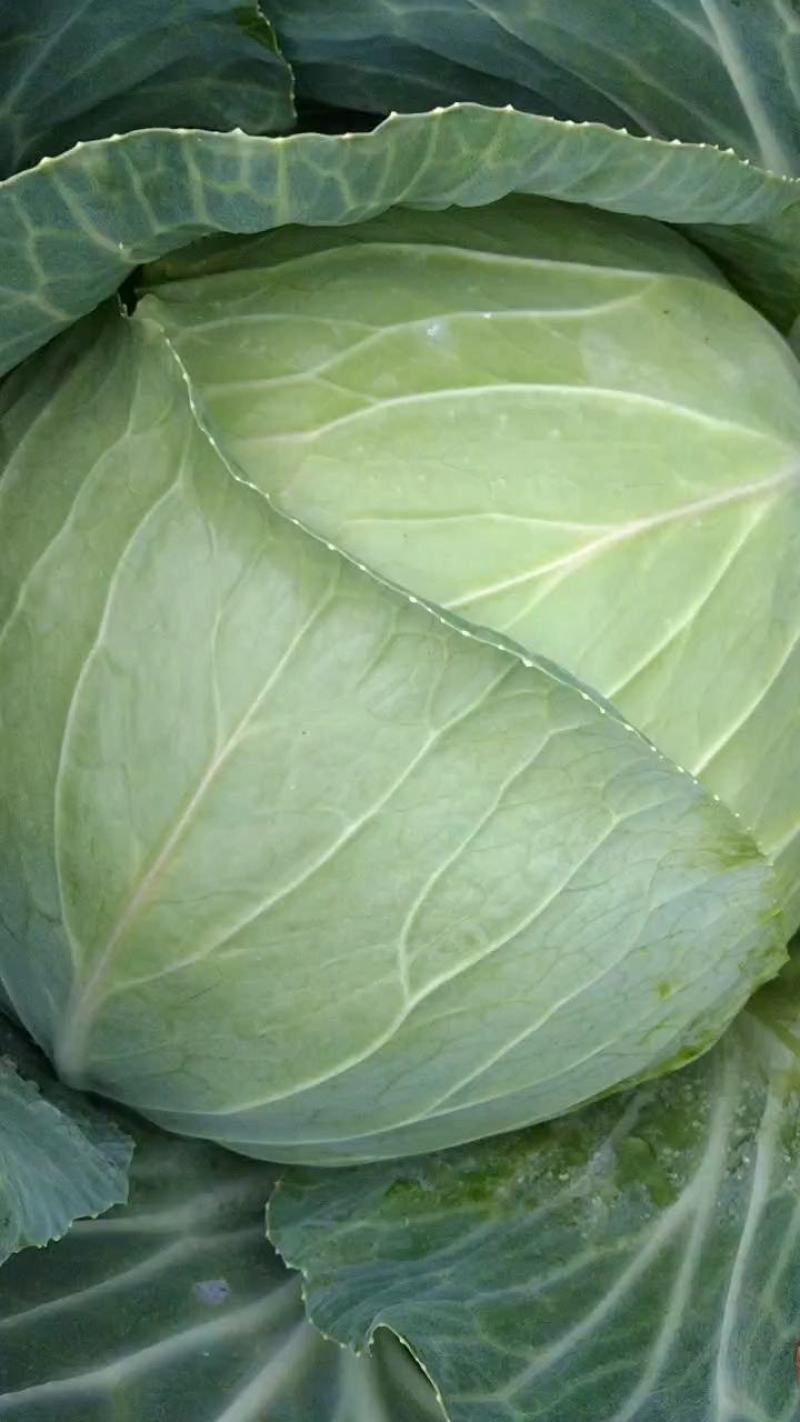 莲花北大量走货