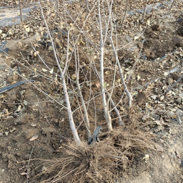 糖心苹果苗品种之水蜜桃苹果苗介绍