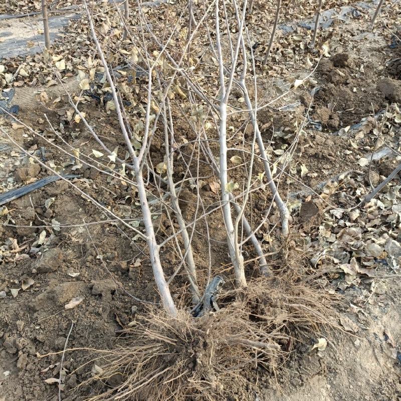 糖心苹果苗品种之水蜜桃苹果苗介绍