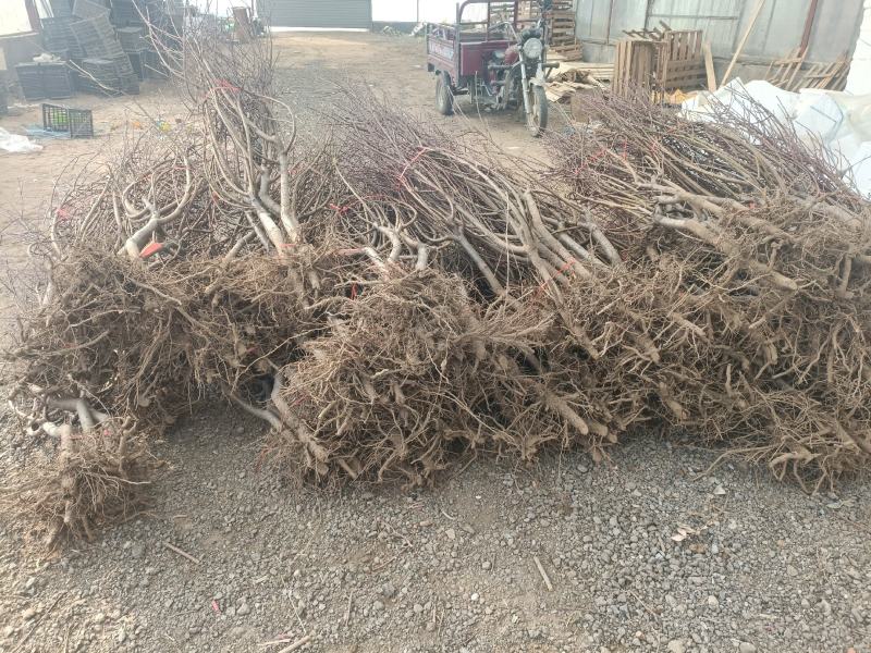 糖心苹果苗品种之水蜜桃苹果苗介绍