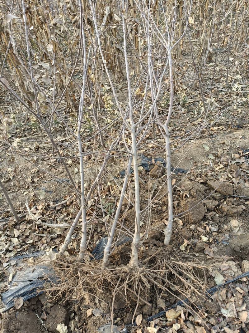 糖心苹果苗品种之水蜜桃苹果苗介绍