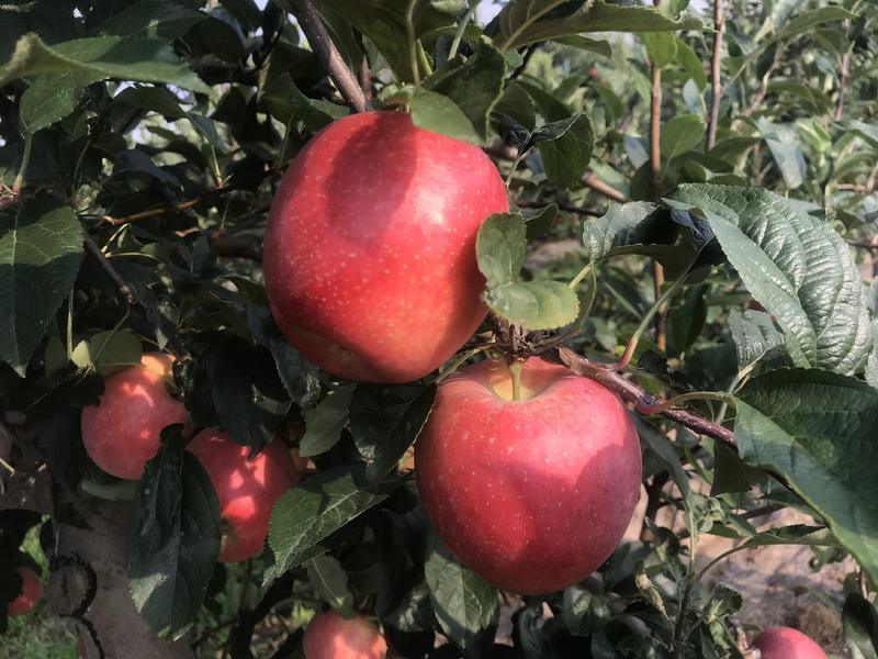 糖心苹果苗品种之水蜜桃苹果苗介绍