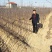 糖心苹果苗品种之水蜜桃苹果苗介绍