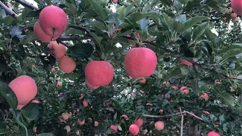 糖心苹果苗品种之水蜜桃苹果苗介绍