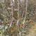 糖心苹果苗品种之水蜜桃苹果苗介绍