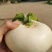 园罗卜大量出售