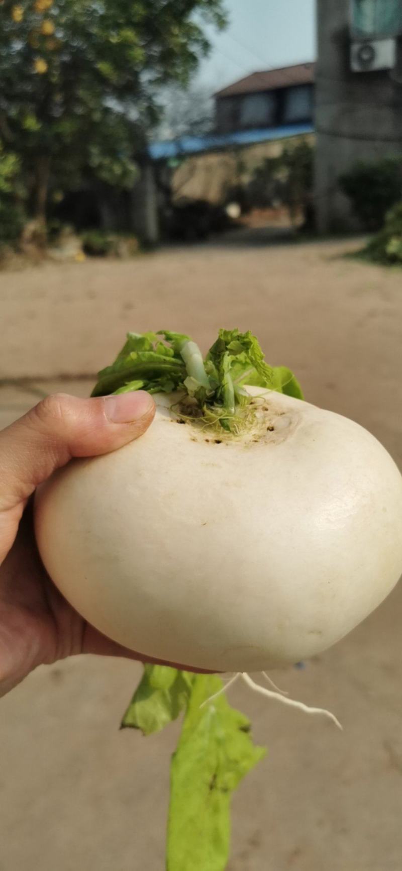 园罗卜大量出售