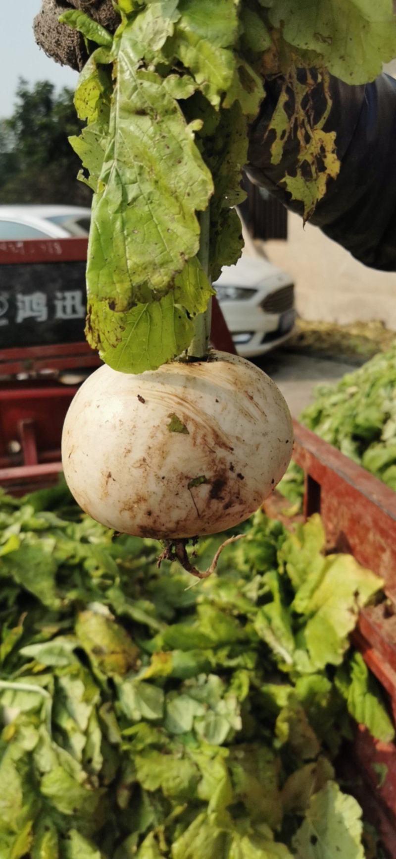 园罗卜大量出售