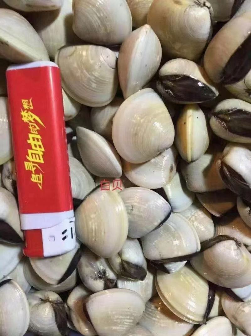 大量白贝白螺大量批发零售海鲜贝类鲜活发水产车