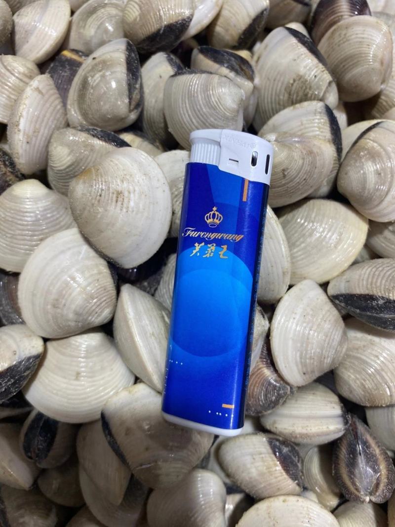大量白贝白螺大量批发零售海鲜贝类鲜活发水产车