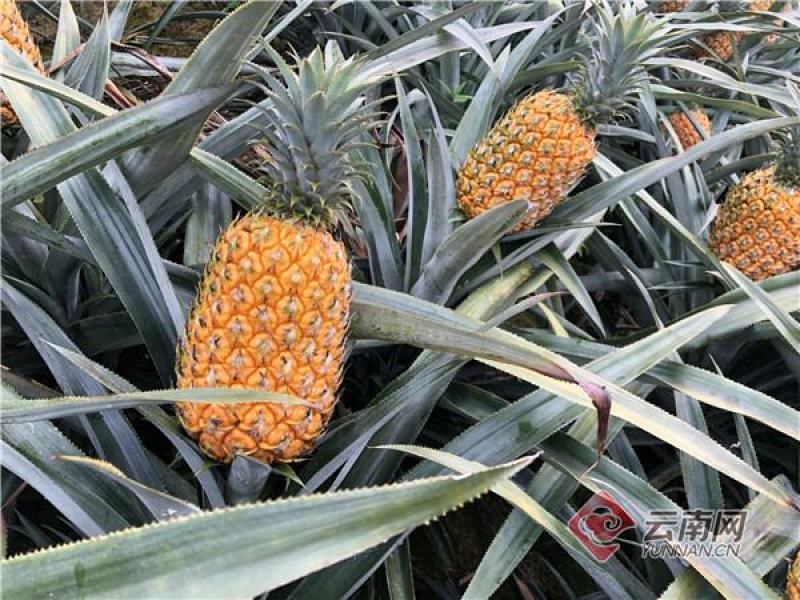 云南河口香水菠萝，口感好，价格合适，规格多