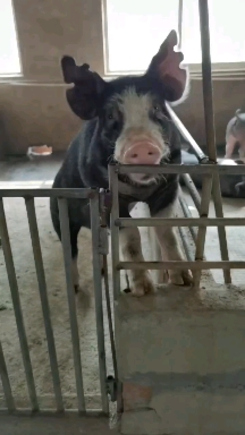 巴克夏母猪和种公猪