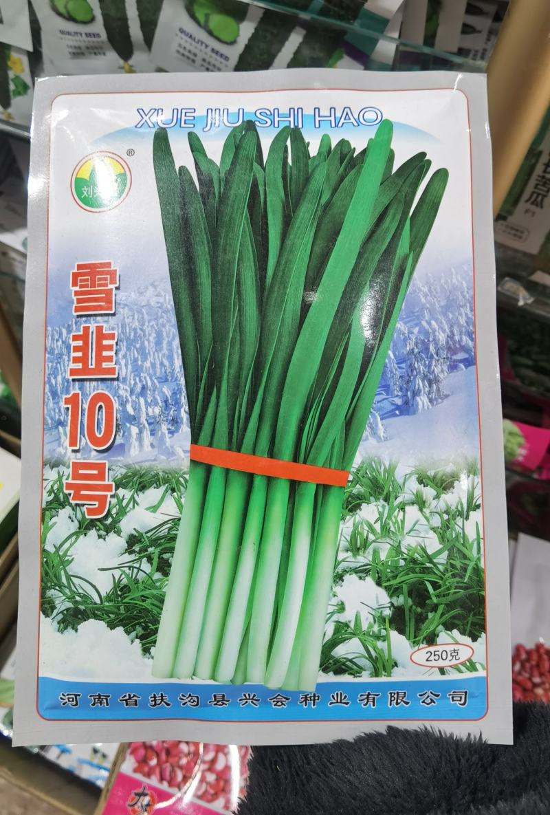 雪韭10号宽叶白根韭菜种子200克农户种植户农家庭院