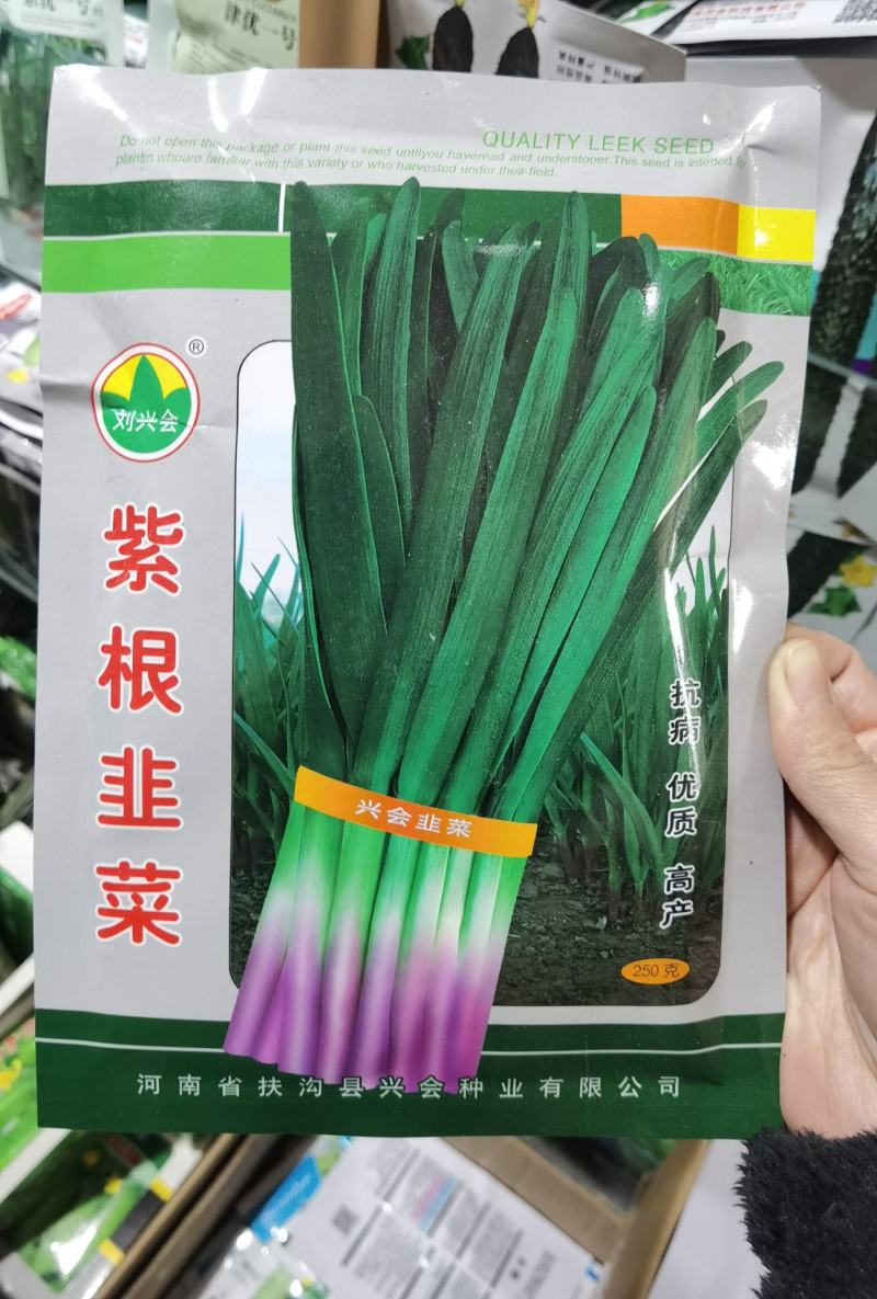 宽叶紫根韭菜种子200克抗病高产农户种植户农家庭院蔬菜