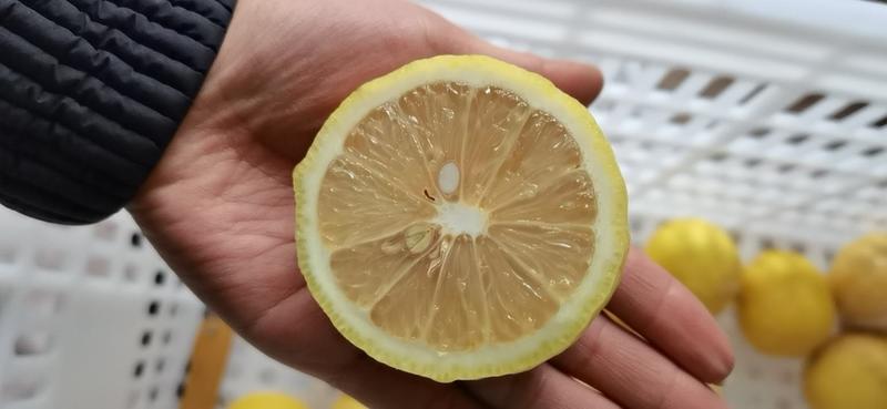 精品安岳柠檬尤力克柠檬一级黄柠檬无打蜡坏果包赔