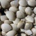 大量批发本地白贝白蚬白蚬子新鲜活体白蚬新鲜贝类