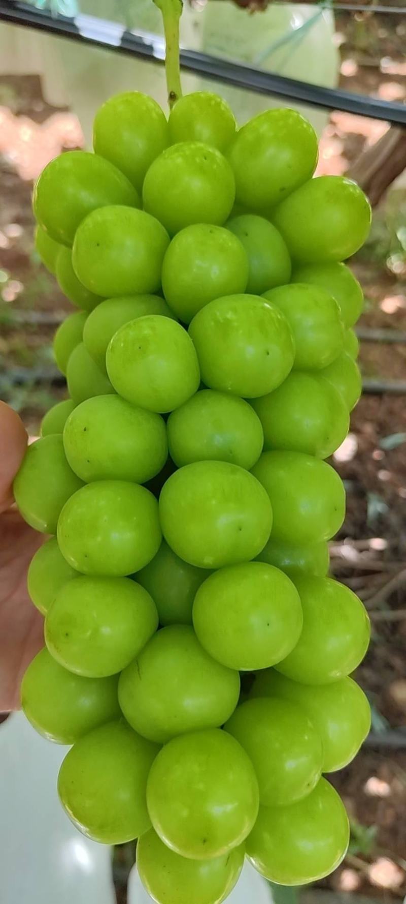 阳光玫瑰