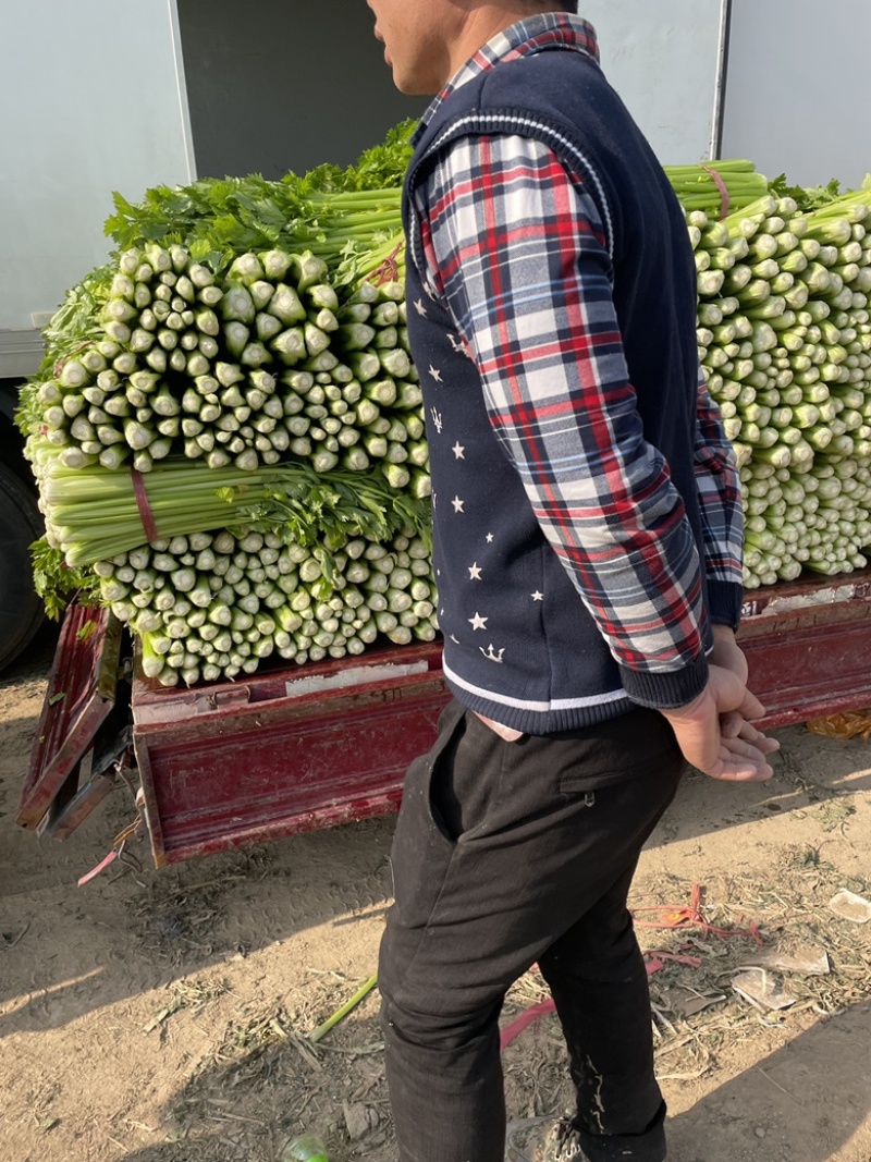 滑县皇后西芹温室大棚芹菜大中小规格齐全，质量有保障