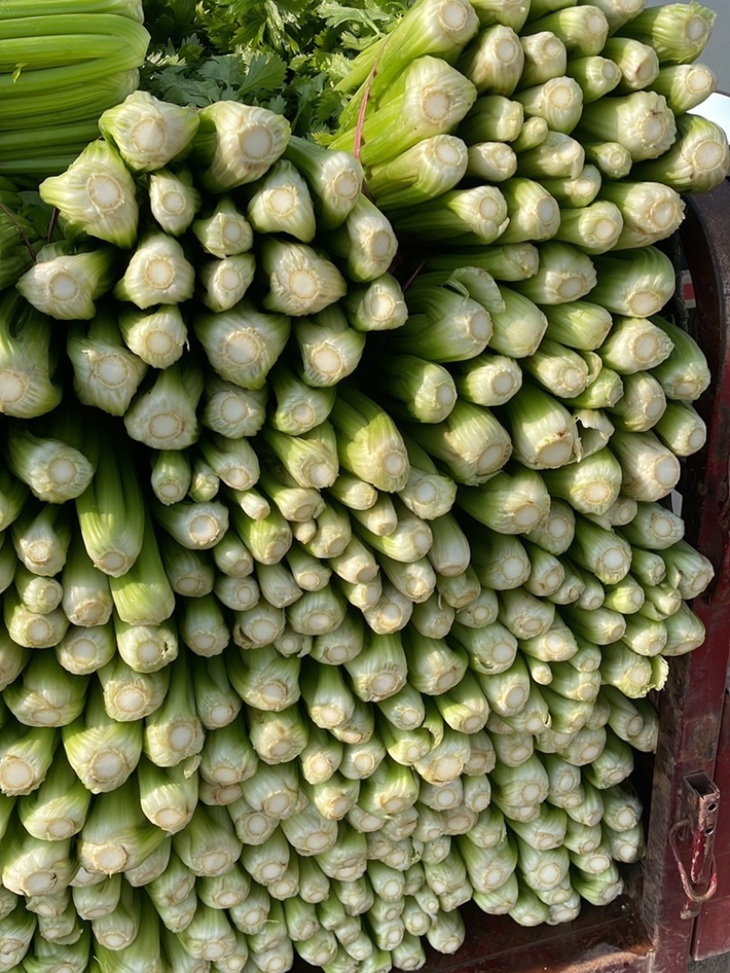 滑县皇后西芹温室大棚芹菜大中小规格齐全，质量有保障
