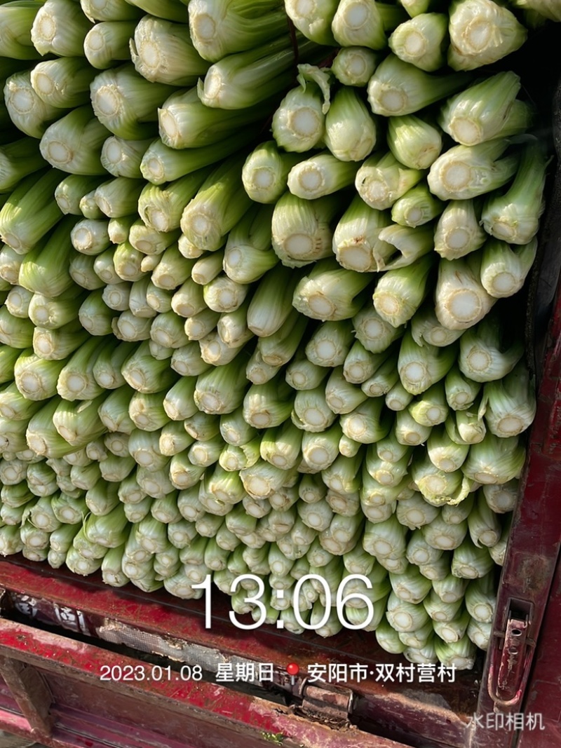 滑县皇后西芹温室大棚芹菜大中小规格齐全，质量有保障
