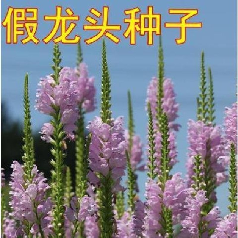 假龙头种子景观绿化花卉种子背景花海花籽露地被植物花坛庭院