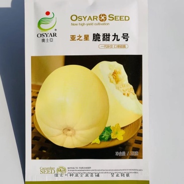 亚之星脆甜九号甜瓜种子成熟时果皮淡黄色薄皮甜瓜种子特甜