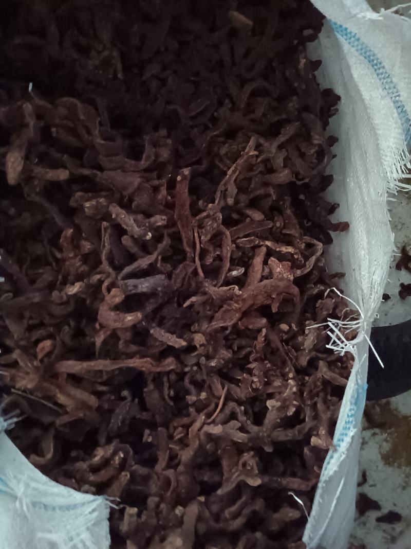 骨碎补品质优良产地一手货源交通方便物流便