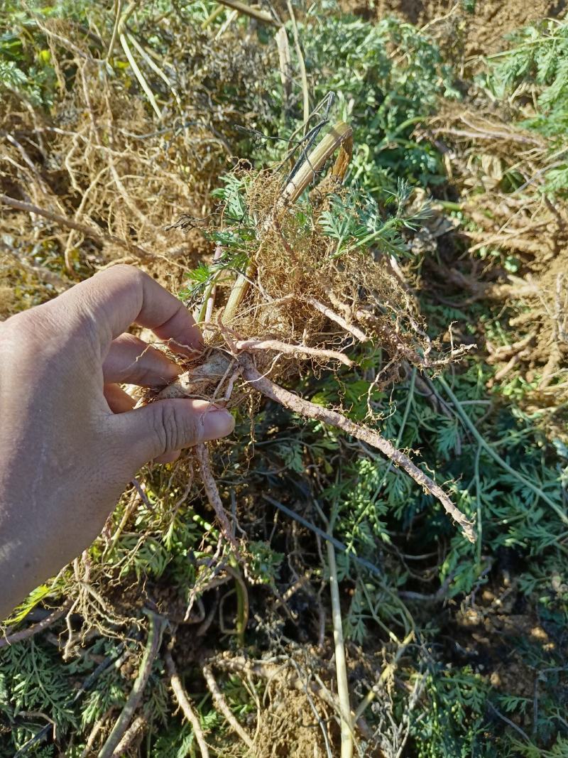 前胡贵州前胡交通方便一手货源物流发货