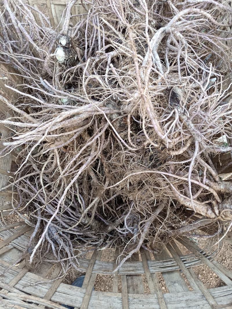 前胡贵州前胡交通方便一手货源物流发货