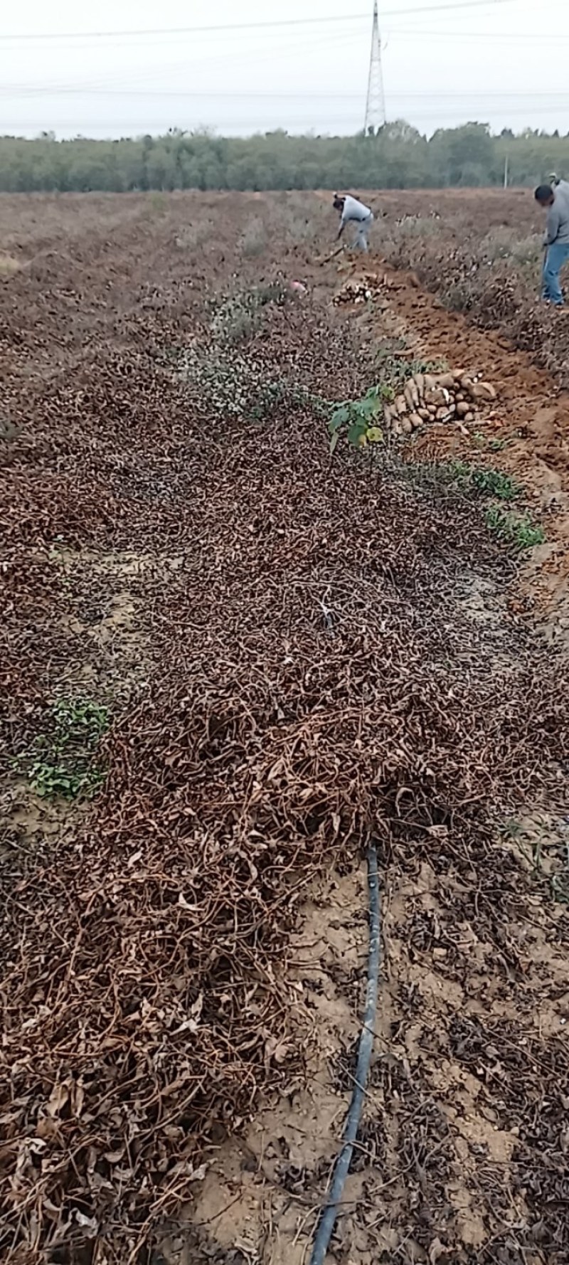 广西白鬼山药大量上市货源充足有老板想要的就可以下单啦