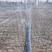 农用微喷带土地流转灌溉水带省水省工不易腐蚀