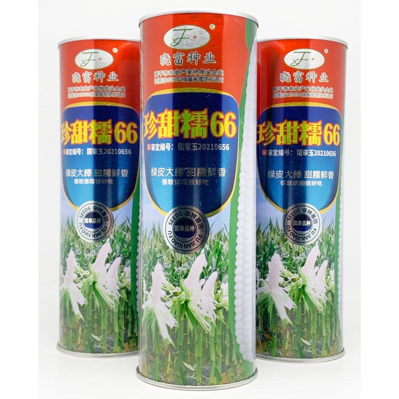 晓富珍甜糯66白甜糯玉米种子大棒非转甜加糯白玉米种原装