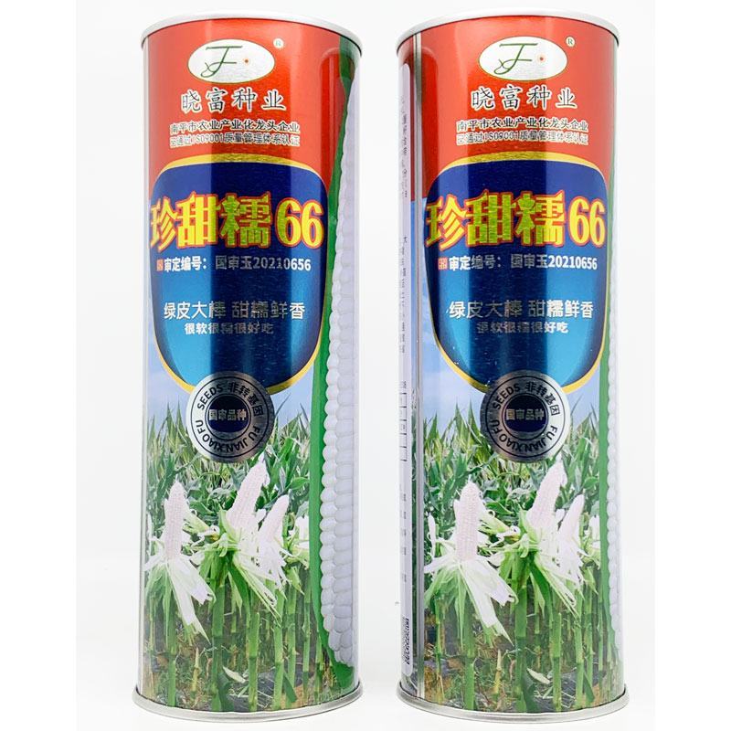晓富珍甜糯66白甜糯玉米种子大棒非转甜加糯白玉米种原装