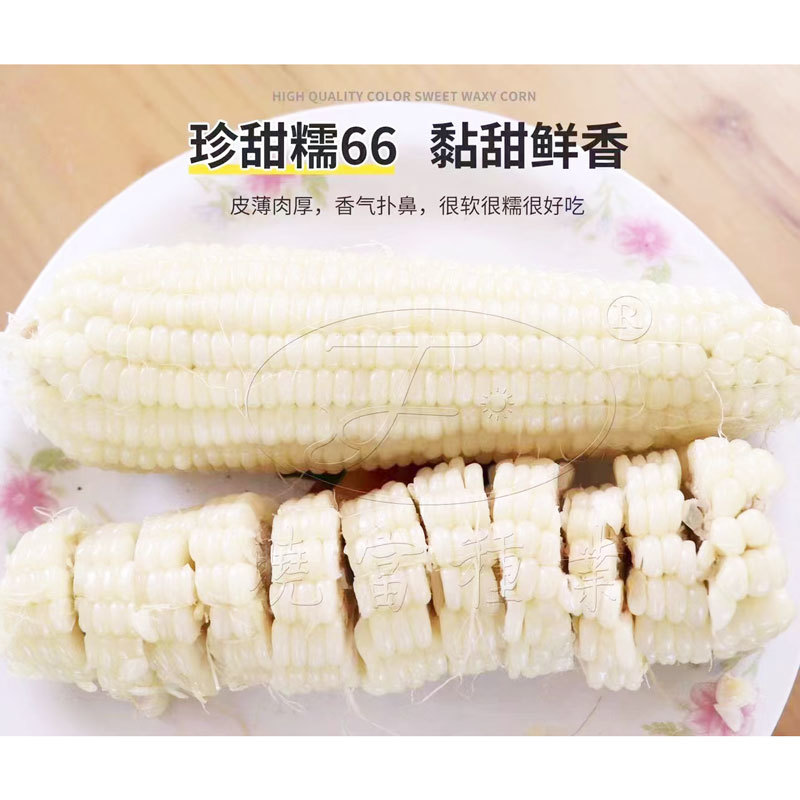 晓富珍甜糯66白甜糯玉米种子大棒非转甜加糯白玉米种原装