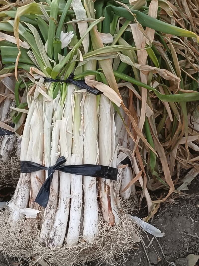 优质：大葱，产地发货，一首货源，耐储存，市场好