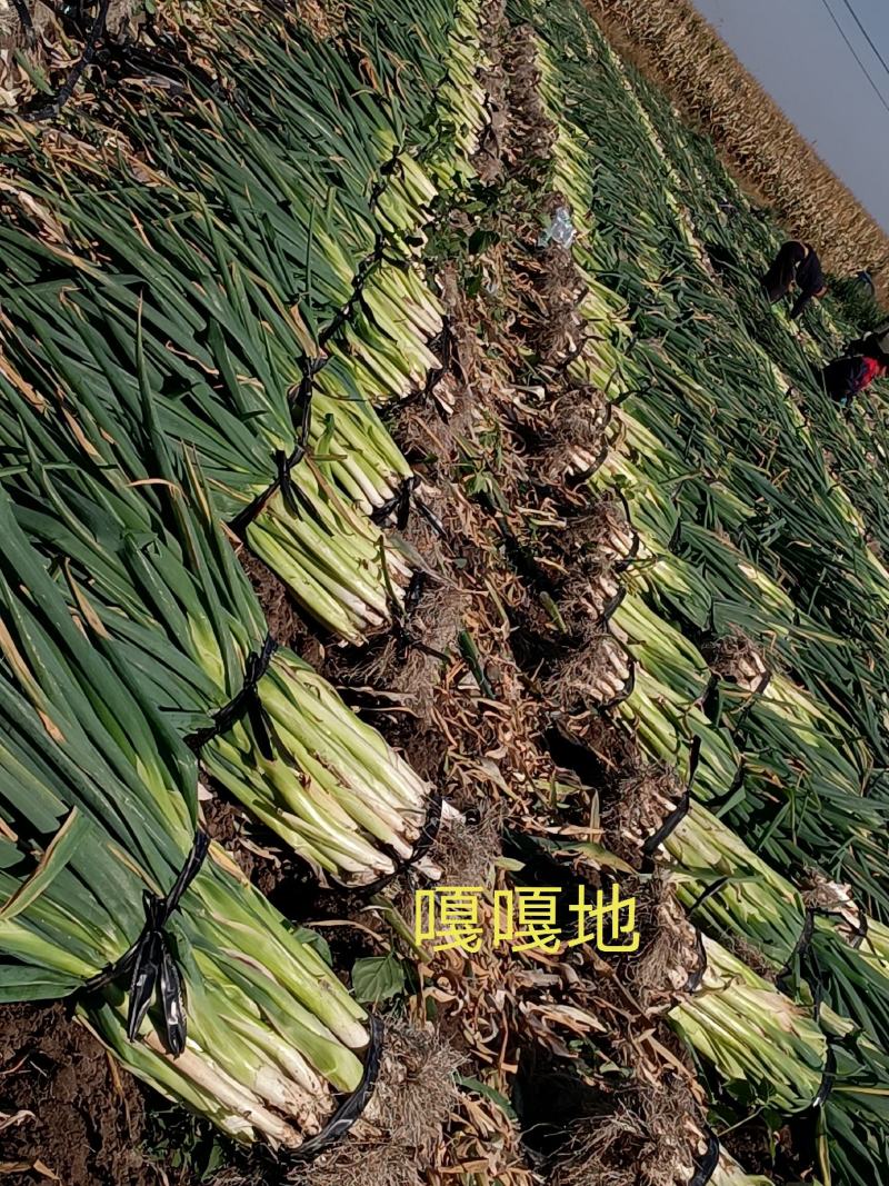 优质：大葱，产地发货，一首货源，耐储存，市场好