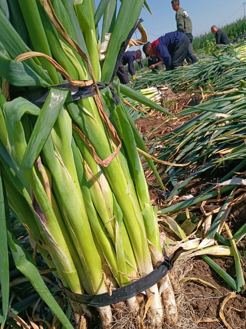 优质：大葱，产地发货，一首货源，耐储存，市场好