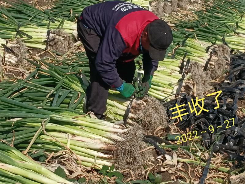 优质：大葱，产地发货，一首货源，耐储存，市场好