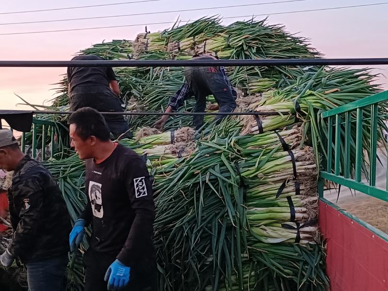 优质：大葱，产地发货，一首货源，耐储存，市场好