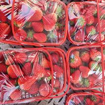 红颜草莓大量有货
