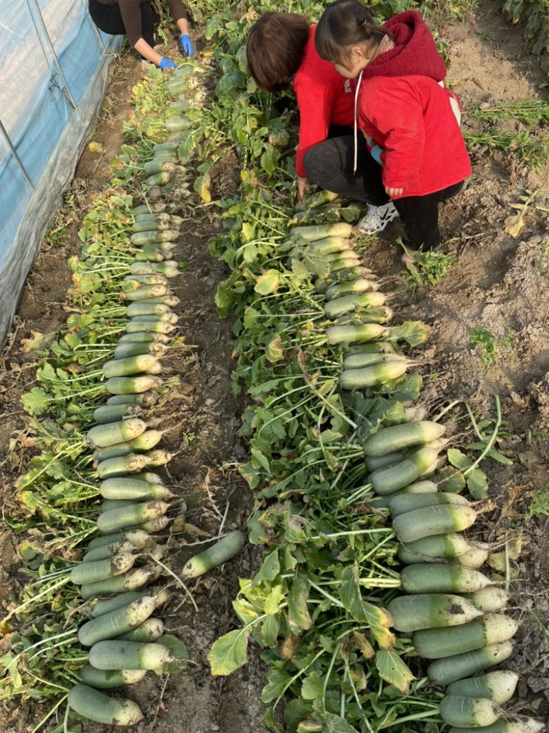 需要的可以联系我