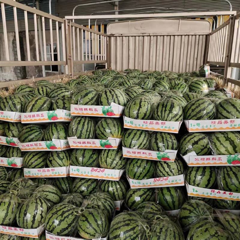 砀山县精品美都大量上市，口感好，皮溥糖份高货源充足。